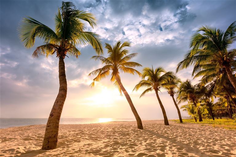 Exotischer Jahreswechsel unter Palmen  ©ily /adobestock